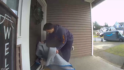 An Amazon delivery driver carefully starts to place a blue blanket over a dog. The dog looks back at the blanket. 