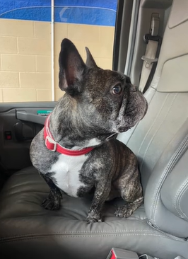 A Frenchy named Beau looks back as he sits in a seat in a car.