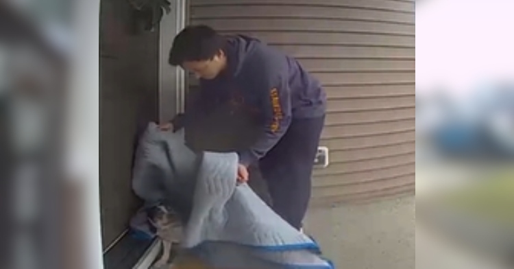 An Amazon delivery driver carefully starts to place a blue blanket over a dog. The dog looks back at the blanket.