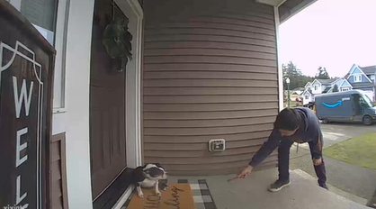 A Boston terrier sits nervously at the front door of his human's house. A delivery driver stands a couple of feet away, hand stretched out to give him a treat.