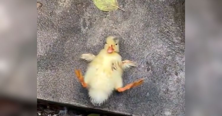 A duckling lying on his back after falling over.