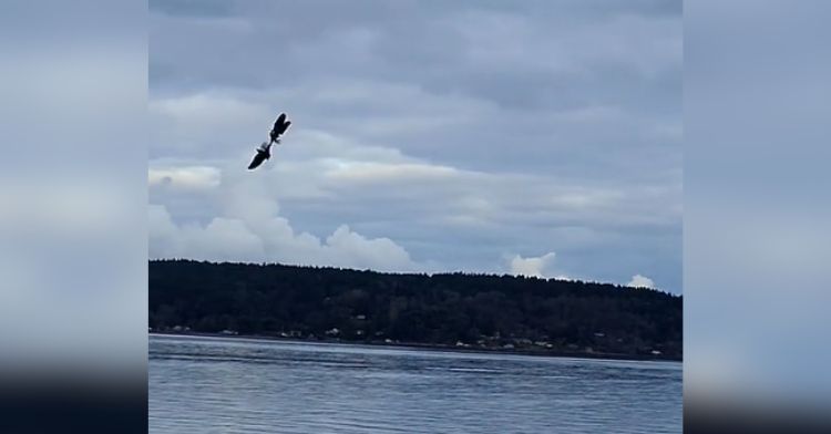 Two eagles locking talons while flying through the air.