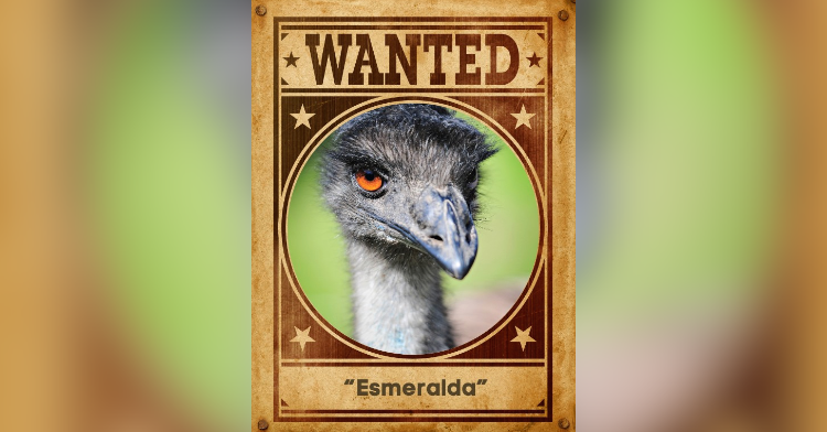 emu on a wanted sign