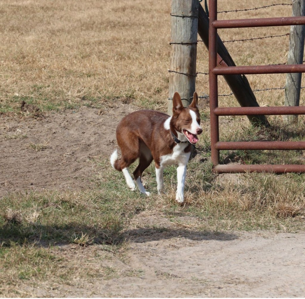 Skippy, the 2024 Farm Dog of the Year, happily runs outside, mouth open.