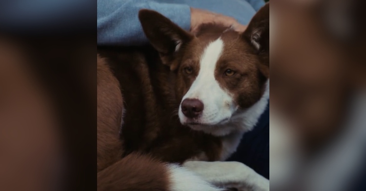 Close up of Skippy, a brown and white dog, sitting next to his owner, Donald Adams, who has an arm resting on the dog.
