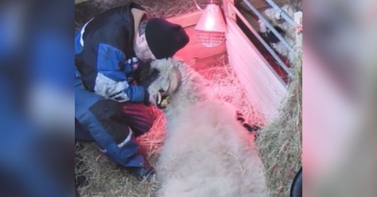 A farmer holds and comforts a sad sheep.