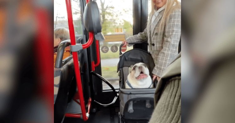 french bulldog on a bus