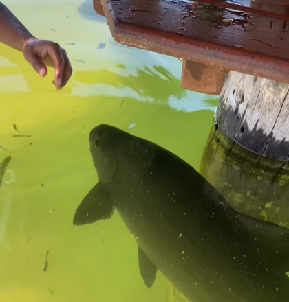 Close up of a large fish swimming next to a table at a swim-up bar. A hand is reaching toward the fish to pet them.