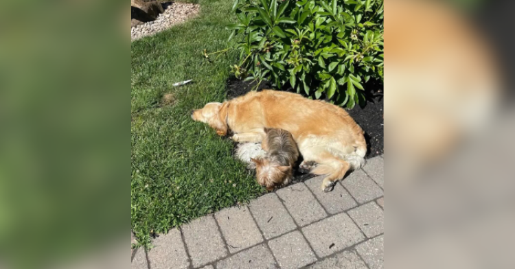 golden retriever and puppy laying in garden