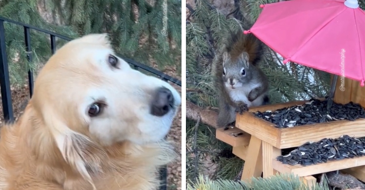 A two-photo collage. The first shows Murphy looking back and up at the camera. The second photo shows a close up of Chippy the squirrel at her mini picnic in a tree. The table is full of seeds.