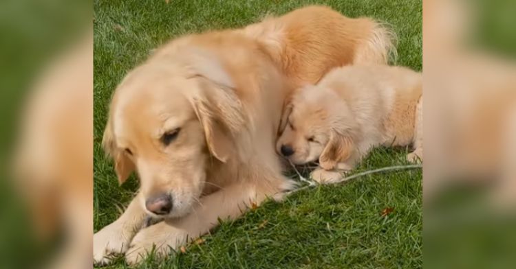 A golden retriever laying down outside next to a new puppy.