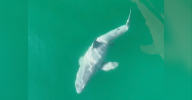 Has great white shark newborn been caught on film for the first time?