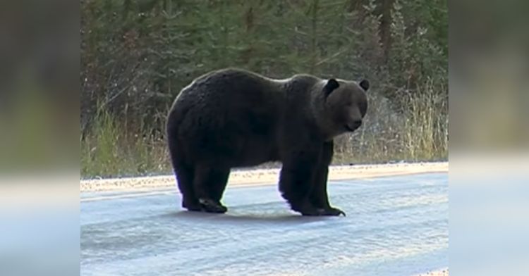 Bear 122 standing in the middle of the road.