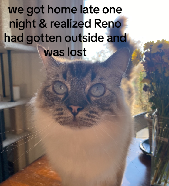 Close up of Tiffany Bate's cat, Reno. He has a mainly white, fluffy body with a multi-colored face and tail. He also has light, bright blue eyes.

Text on the image reads: We got home late one night & realized Reno had gotten outside and was lost 