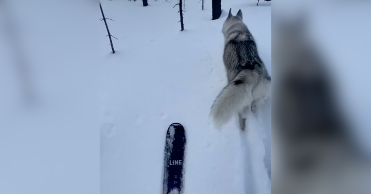 husky and ski