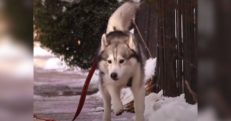 Kobe the husky is known for how he saved his neighborhood.