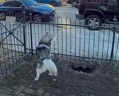 A husky digs a hole to alert his owner to a gas leak. 