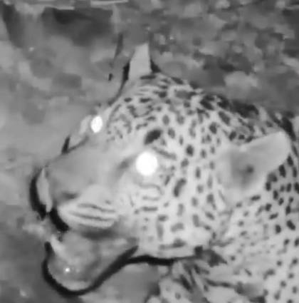 A jaguar is captured on a wildlife trail camera.
