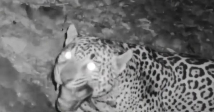 A new jaguar appears on film in Arizona.