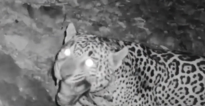 A new jaguar appears on film in Arizona.