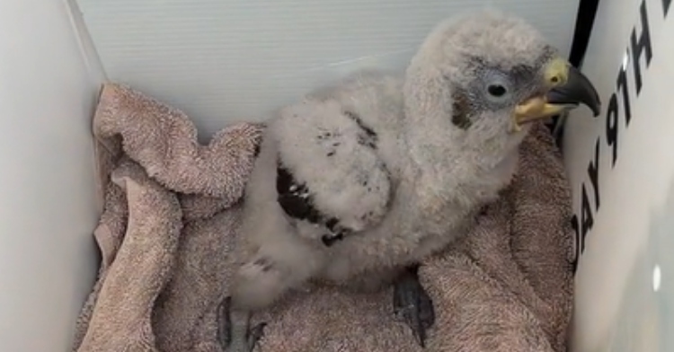 Close up of a baby kaka parrot inside a box after it was found abandoned.