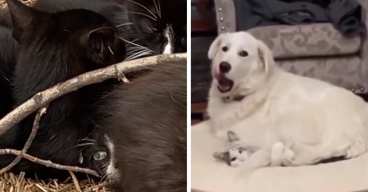 A two-photo collage. The first shows a small cat being sat on by multiple cats. We can barely see the face of the cat being sat on. The second photo shows a large, fluffy white dog sitting on a small cat. The dog is yawning and the cat is looking over at the person with the person on the phone.