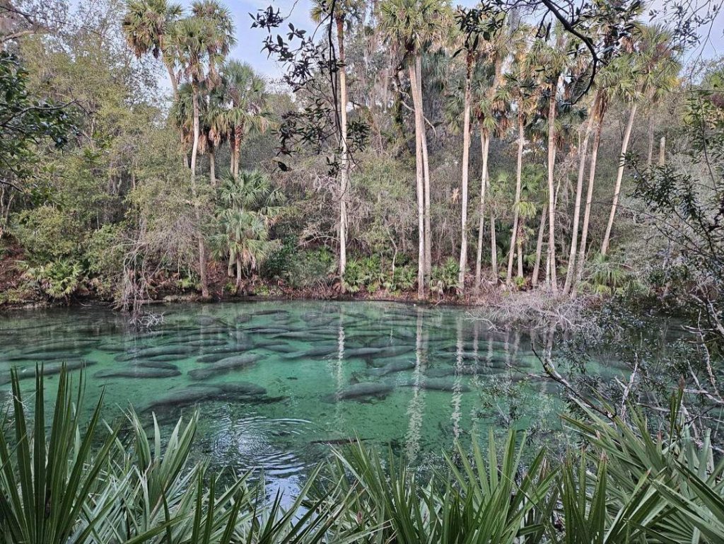 A record number of manatees under water at Blue Spring State Park.