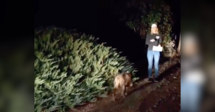 news reporter stands by mountain lion