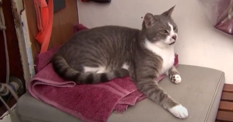 A grey cat laying on a towel in a boat.
