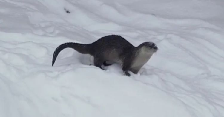 An otter using the snow as a slide for fun.