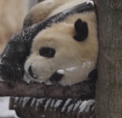 A cute panda playing outside in the snow.