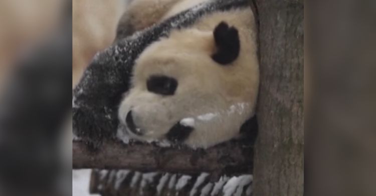 A cute panda playing outside in the snow.