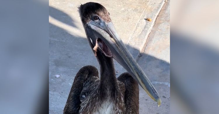 A pelican with a torn pouch wandering the streets.