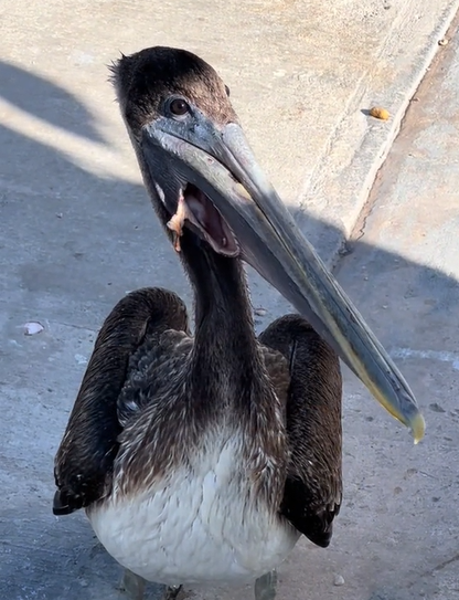 A pelican with a torn pouch wandering the streets. 