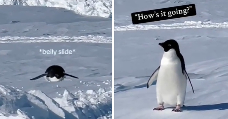 A two-photo collage. The first shows a penguin in Antarctica lays on their tummy as they slide on the ice. Text on the image reads: *belly slide* The second photo shows that same penguin standing as it stares at the humans not seen in the photo. Text on the image jokingly shares what the penguin might be saying: How's it going?