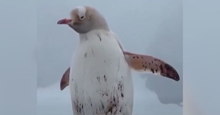 A rare white penguin filmed in Antarctica.