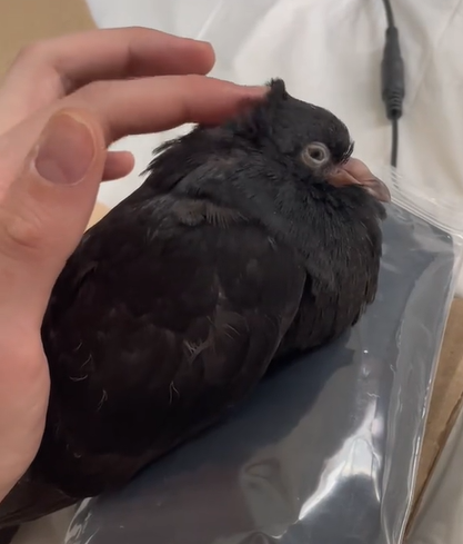 A woman gently pets a rescue pigeon with her fingertips.