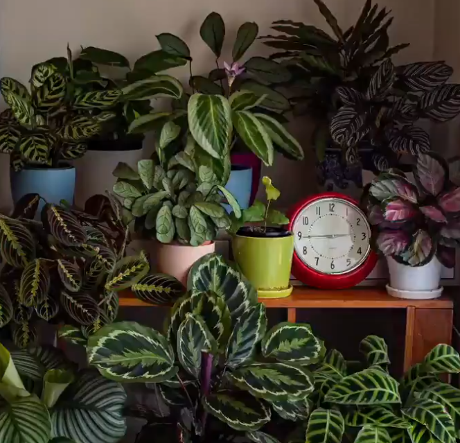 A time-lapse shows how plants move throughout the day.