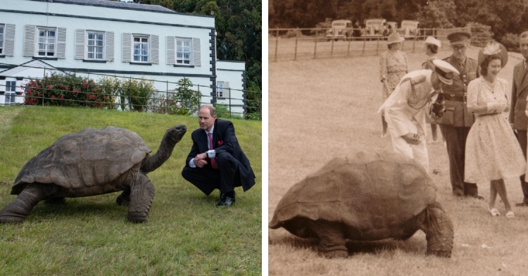 A two-photo collage. The first shows Prince Edward kneeling next to Jonathan the tortoise as two others stand nearby. The second photo is in a sepia tone and shows Queen Elizabeth, with a group of others, meeting Jonathan the tortoise in St. Helena.