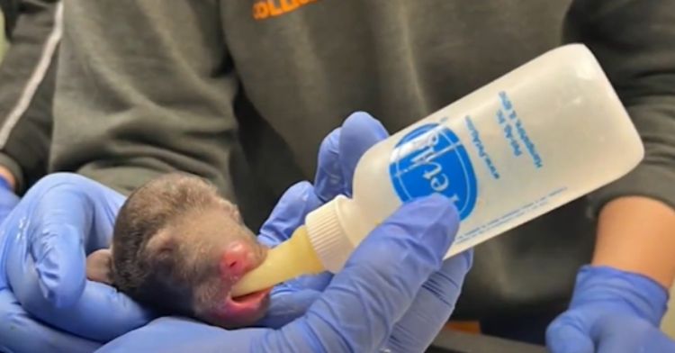 A human feeds a baby bear cub from a bottle.