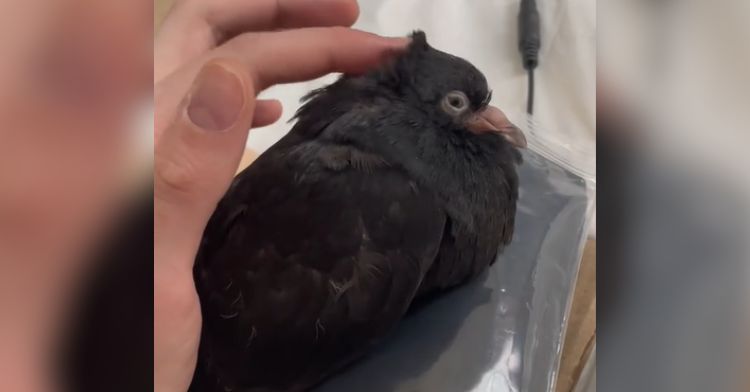 A woman gently pets a rescue pigeon with her fingertips.