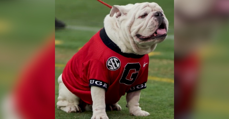 Que, also known as Uga X, sticks out his tongue as he sits on the University of Georgia field. He's wearing the university's jersey.