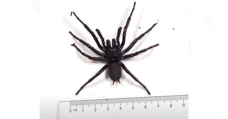 A large funnel-web spider named Hercules next to a ruler.