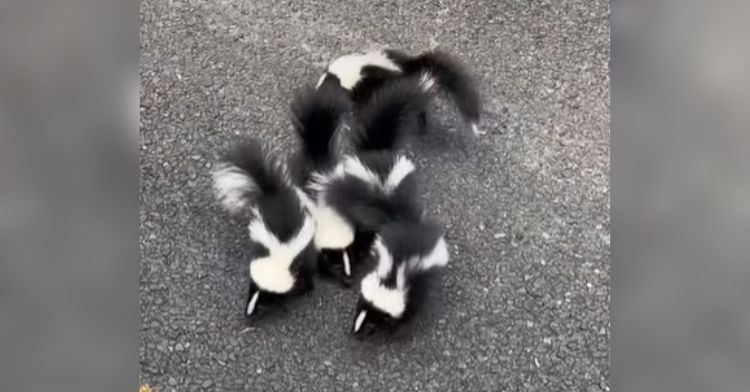 A group of baby skunks on the road.
