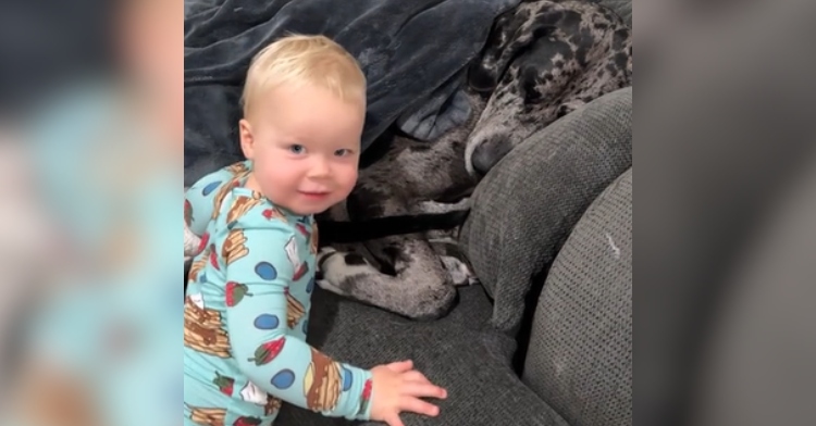 A toddler looks back at the camera as he greets his massive dog who is laying on a chair under blankets.
