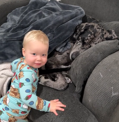 A toddler looks back at the camera as he greets his massive dog who is laying on a chair under blankets.