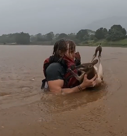 A man carries a wallaby out of floodwaters.