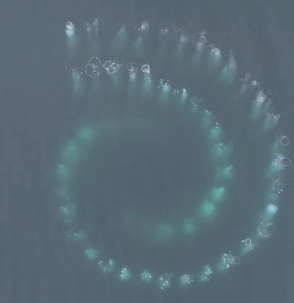 Whales create a Fibonacci spiral in the water.