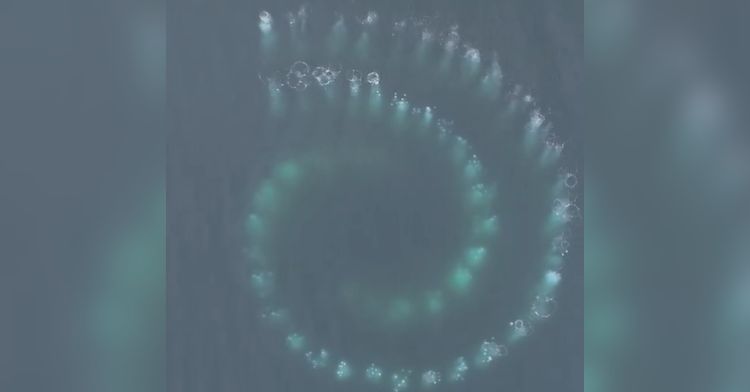 Whales create a Fibonacci spiral in the water.