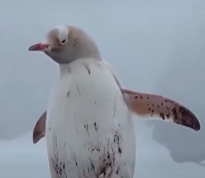 A rare white penguin filmed in Antarctica. 
